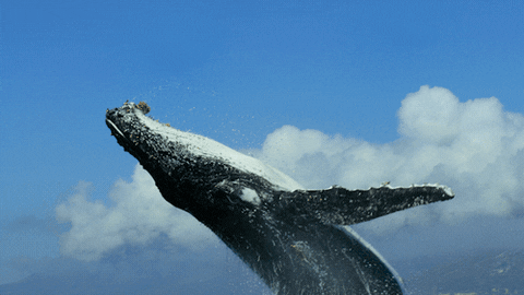 blue whale gif